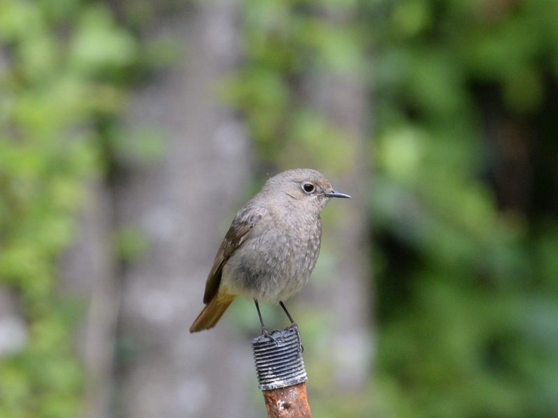 Rougequeue noir femelle
